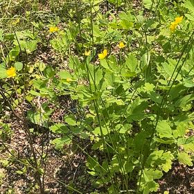Photo of the plant species Welsh Poppy by Lisa named Cleopatra on Greg, the plant care app