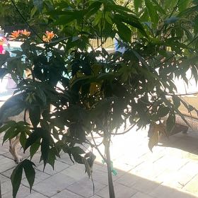 Plant care for Forbes' Aglaia on Greg, the plant care app