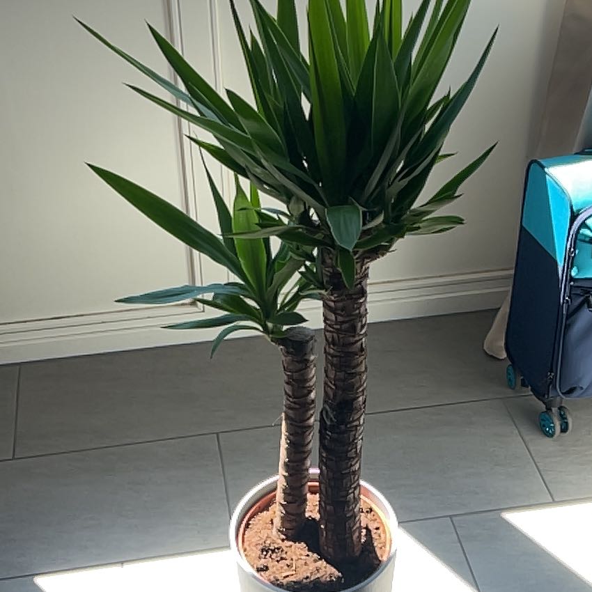 Photo of the plant species Yucca elephantipes 'Jewel' by @BrawnyKoa76 named Peter Parker on Greg, the plant care app
