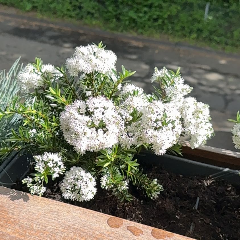 Photo of the plant species Hebe by @invadersmustdie named Veronika on Greg, the plant care app