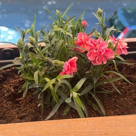 Photo of the plant species Dianthus by @invadersmustdie named Nelly on Greg, the plant care app