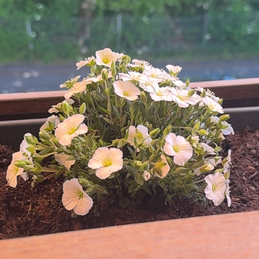 Photo of the plant species Arenaria by @invadersmustdie named Sandstorm on Greg, the plant care app