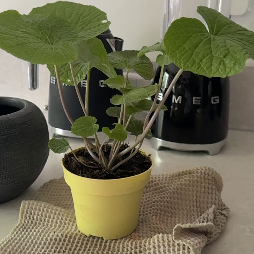 Photo of the plant species Wasabi by @invadersmustdie named Wasabi on Greg, the plant care app