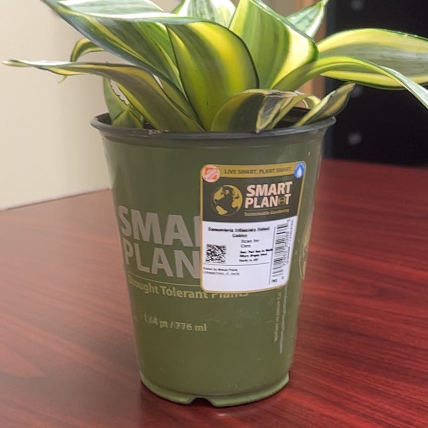 Photo of the plant species Sansevieria trifasciata 'Hahnii Golden' by @SunnyFanmoss11 named Bruce Lee on Greg, the plant care app