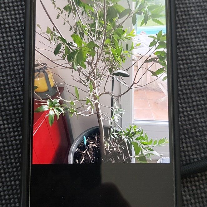 Photo of the plant species Olivier's Seseli by @ExactSuncup64 named Olivier on Greg, the plant care app