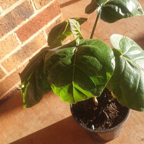 Photo of the plant species Tamarillo by @EarnestKamahi91 named Girlfrond on Greg, the plant care app