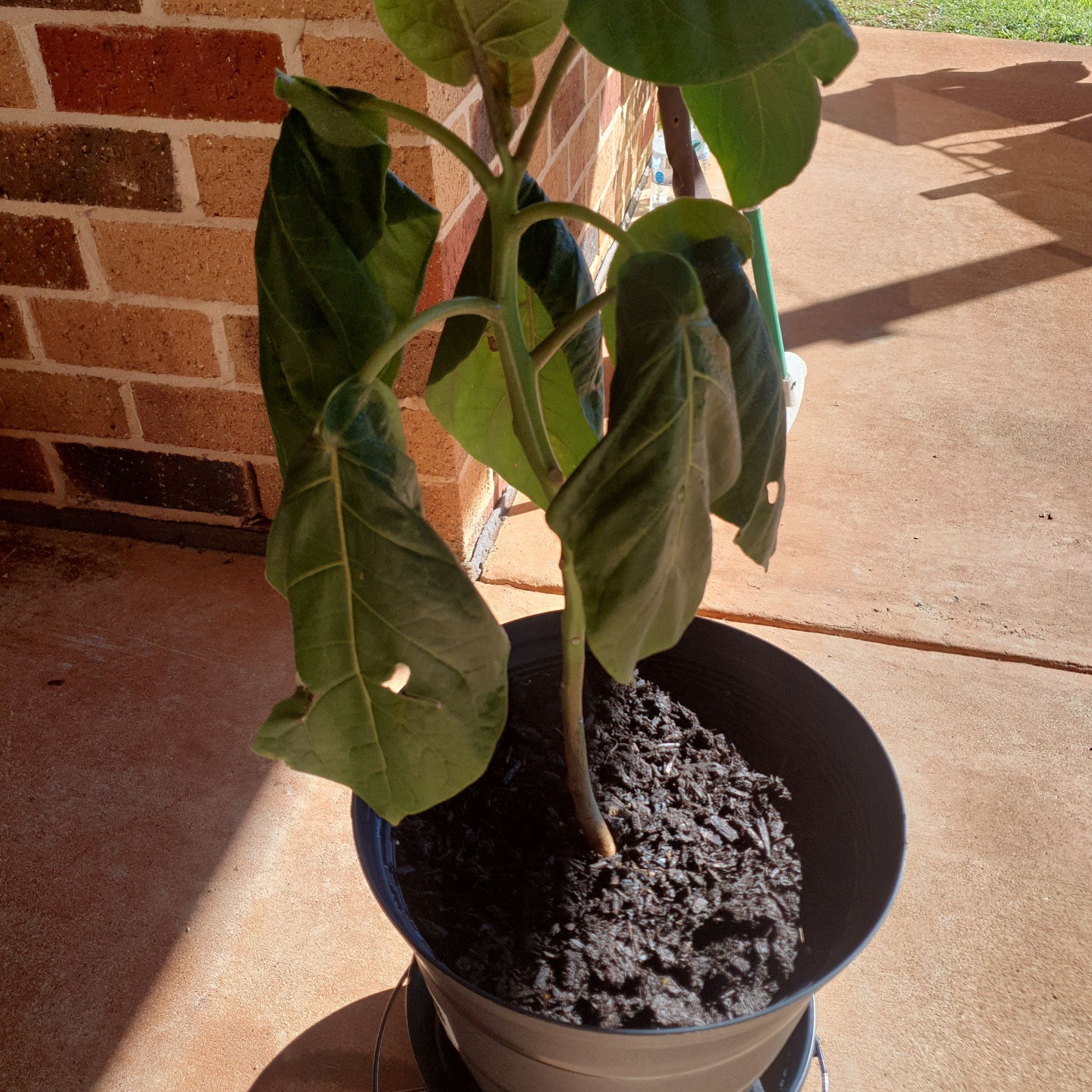 Photo of the plant species Tamarillo by @EarnestKamahi91 named Ulysses S Plant on Greg, the plant care app