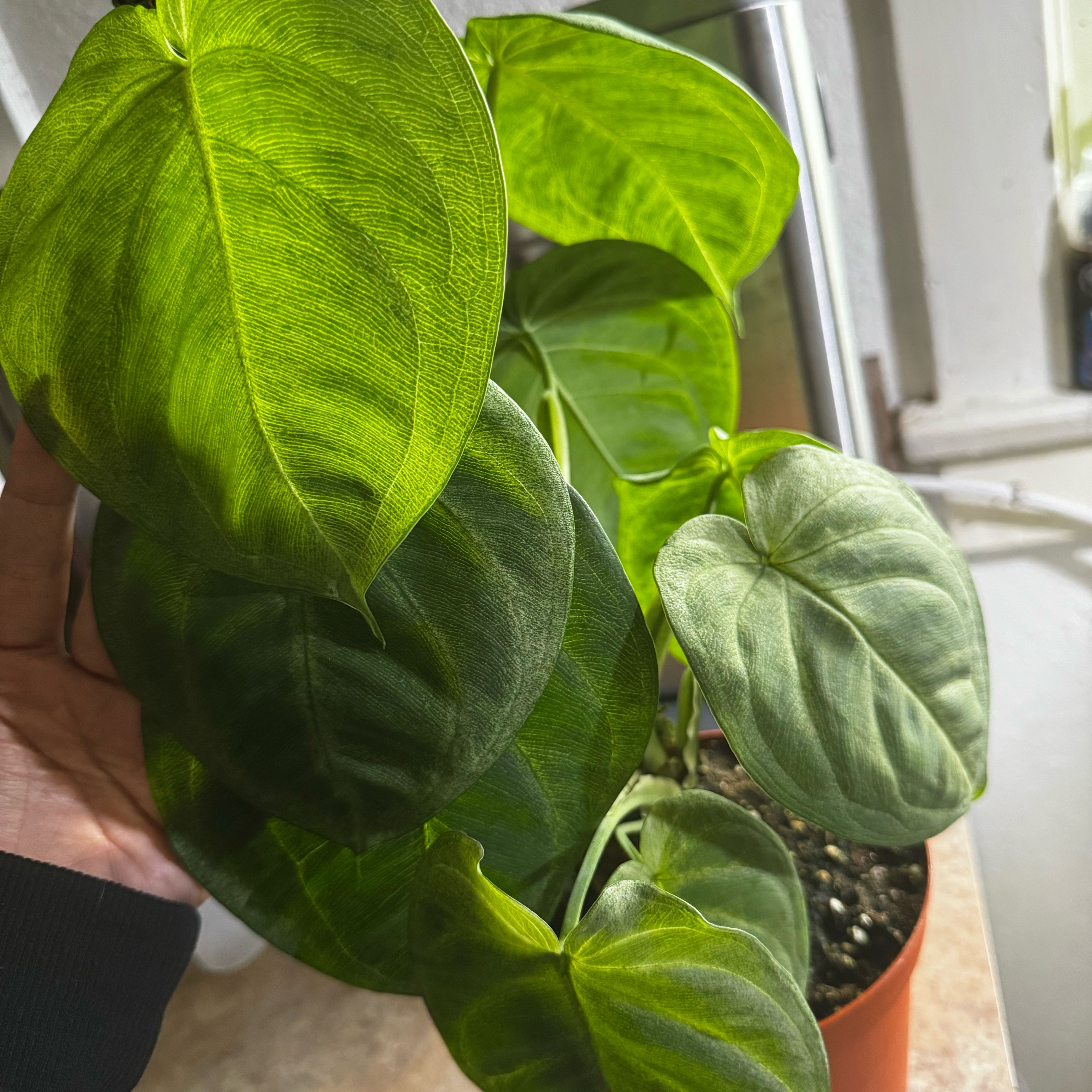 Photo of the plant species Frosted Heart Syngonium by @SilkyAristaloe named Morgan Treeman on Greg, the plant care app