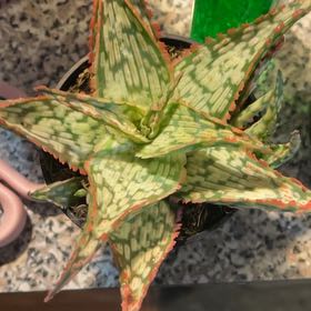 Photo of the plant species Aloe 'Mauna Kea' by @TopCatthyme63 named Bigleef Smalls on Greg, the plant care app