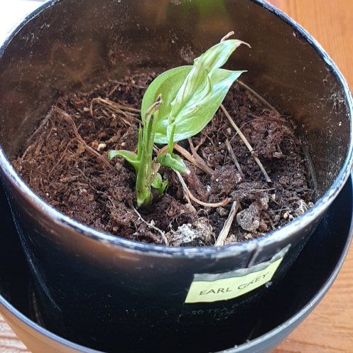 Photo of the plant species White Peace Lily by @FamedEspicia94 named Mochi on Greg, the plant care app