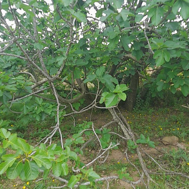 Photo of the plant species California Buckeye by @ManyAloeguido68 named Zion on Greg, the plant care app