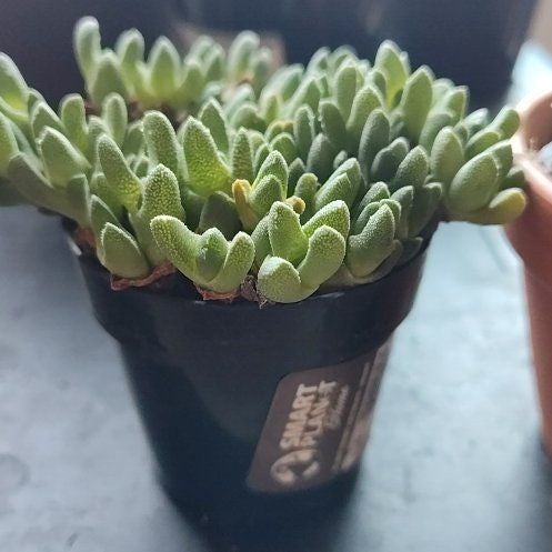 Photo of the plant species Assorted Stomatium by @MarieLeta69 named Ellie on Greg, the plant care app