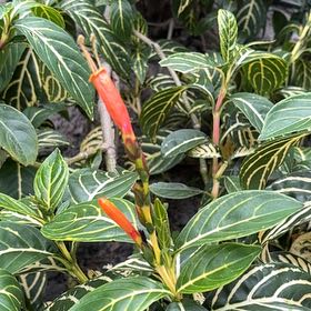 Photo of the plant species Bankesia by @C0RTiNK named Spike Leaves on Greg, the plant care app