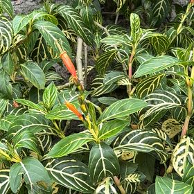 Photo of the plant species Bankesia by @C0RTiNK named Baesil on Greg, the plant care app