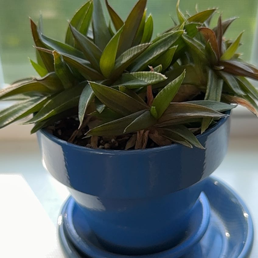 Plant care for Alworthia 'Black Gem' on Greg, the plant care app