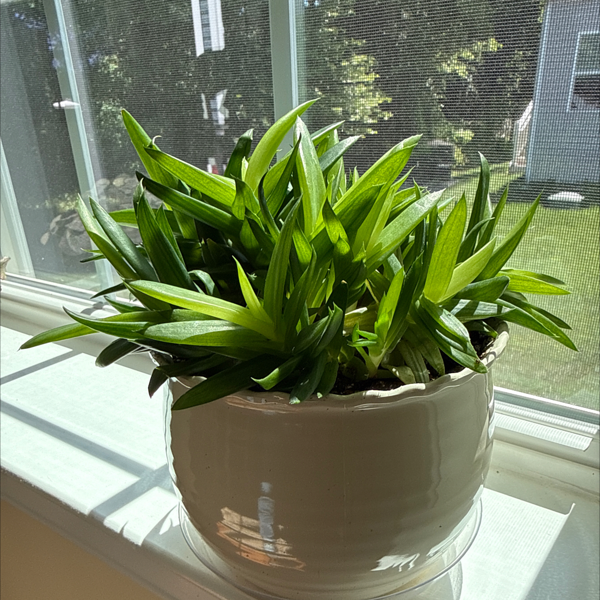 Photo of the plant species Alworthia 'Royal Highness' by @NancyT named Gloria on Greg, the plant care app