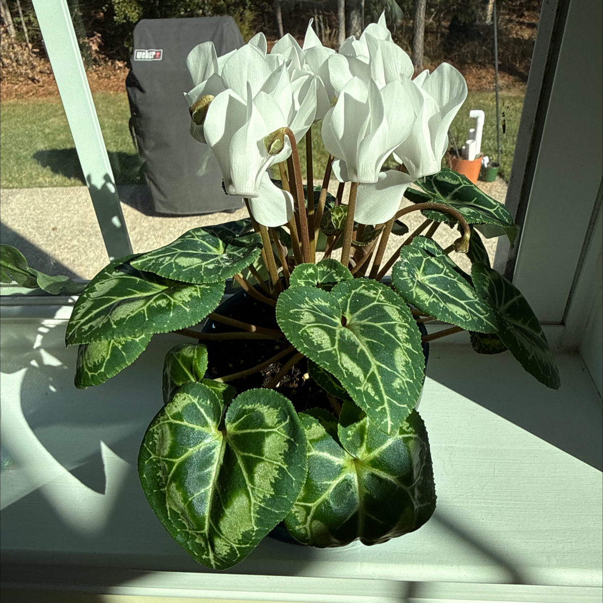 Photo of the plant species Mini Cyclamen by @NancyT named Eva on Greg, the plant care app