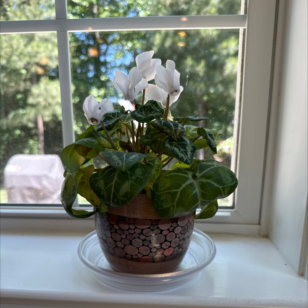 Photo of the plant species Mini Cyclamen by @NancyT named Eva on Greg, the plant care app