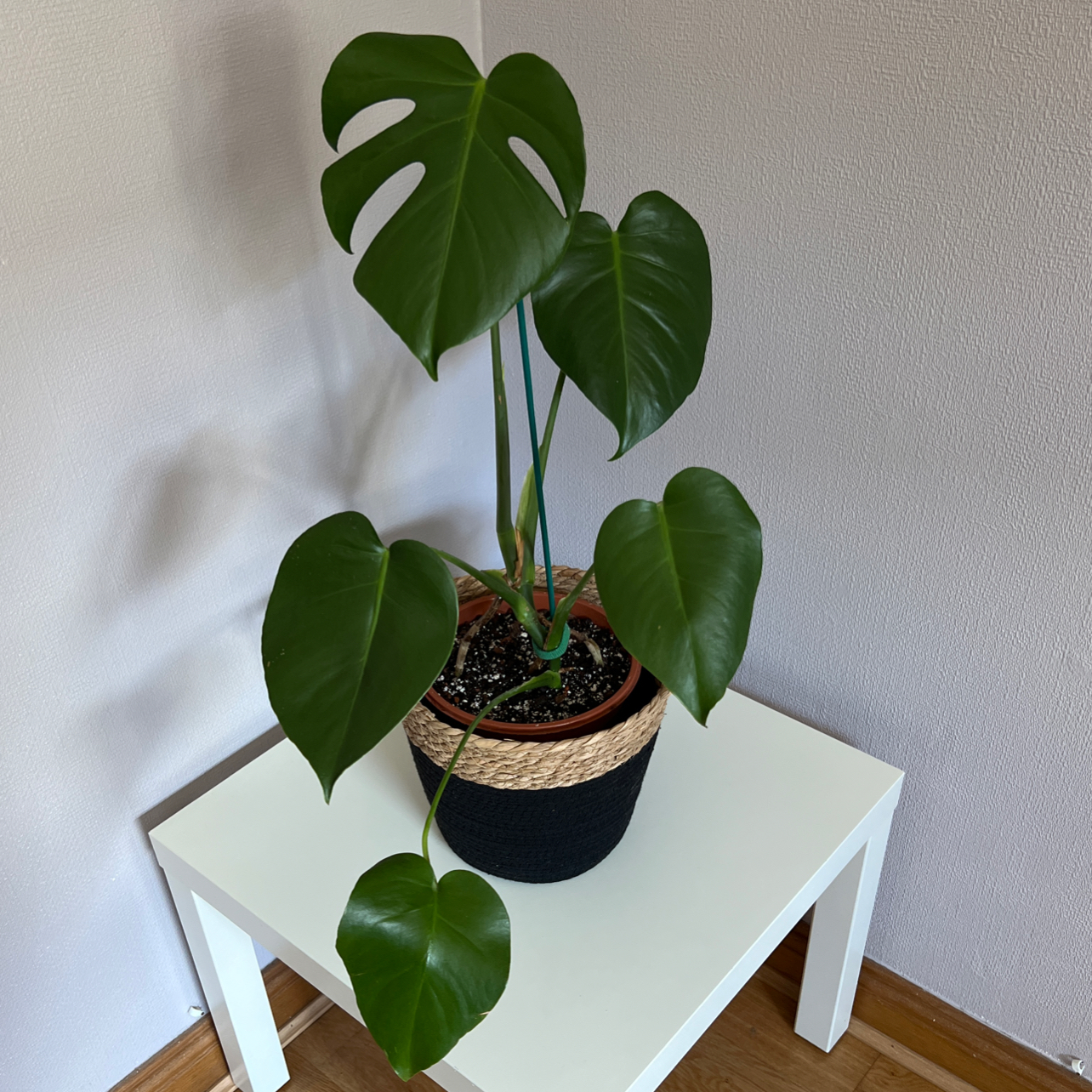 Monstera plant photo by @alexcollectsplants named Python on Greg, the plant care app.
