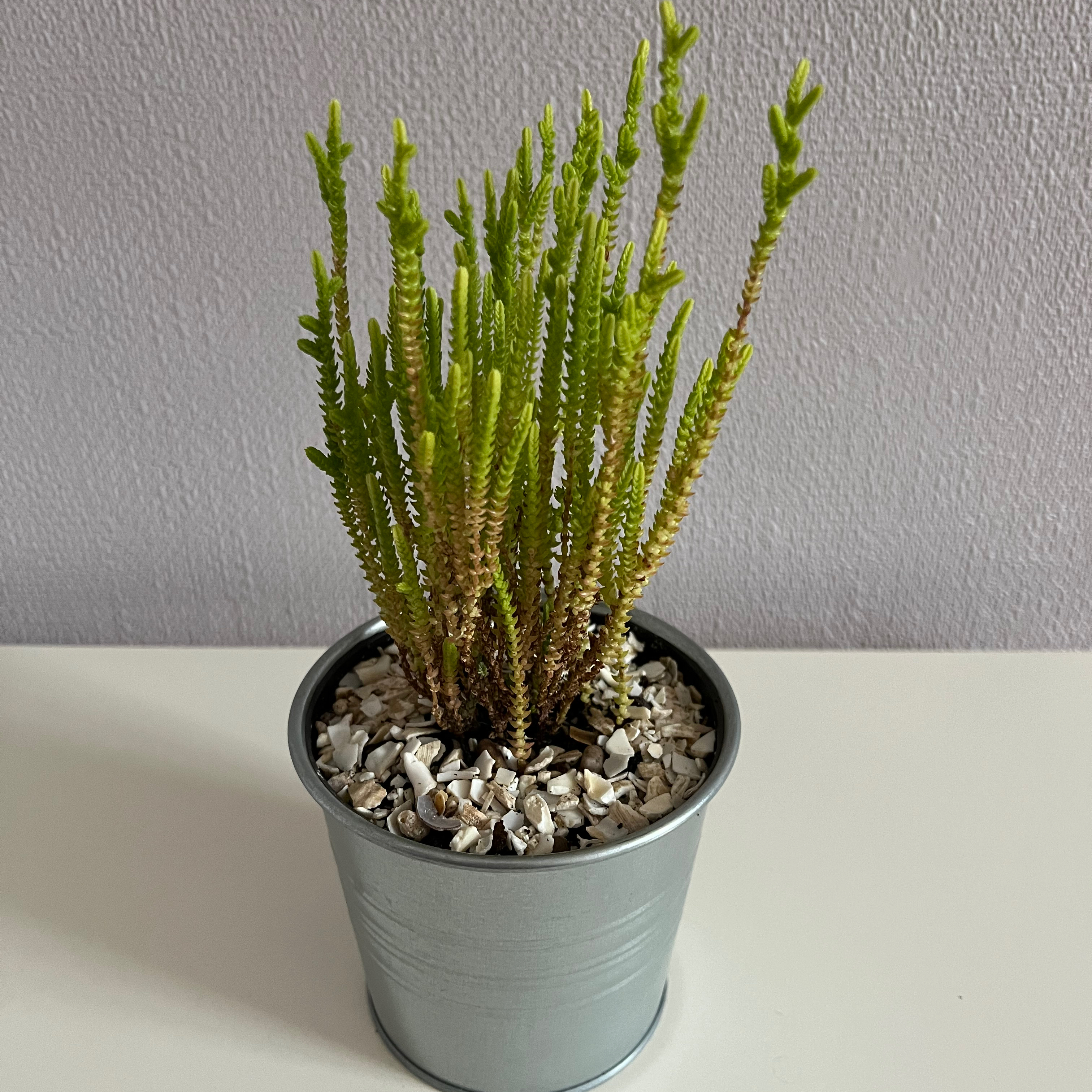 Photo of the plant species Rattail Crassula by @alexcollectsplants named Bodhi on Greg, the plant care app