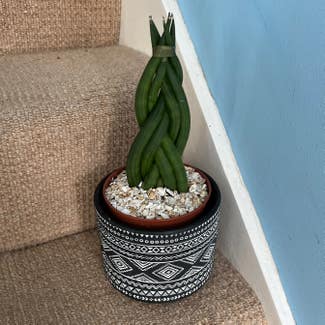 Cylindrical Snake Plant plant in Somewhere on Earth