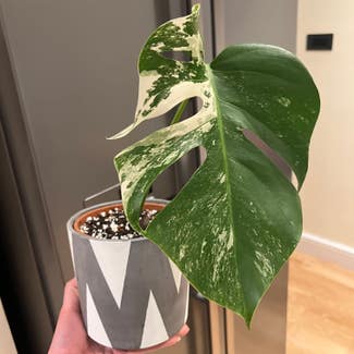 Monstera 'Albo' plant in Somewhere on Earth