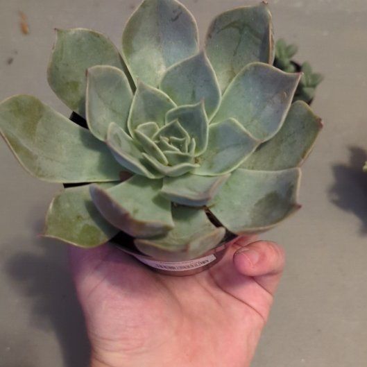 Photo of the plant species Blue Atoli Echevaria by @HipArugula24 named Kendall on Greg, the plant care app