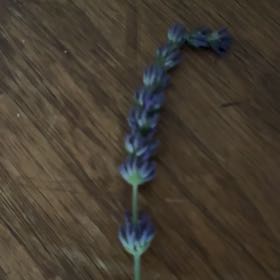 Photo of the plant species Mealycup Sage by @PunchyBearsear named Sigmund on Greg, the plant care app