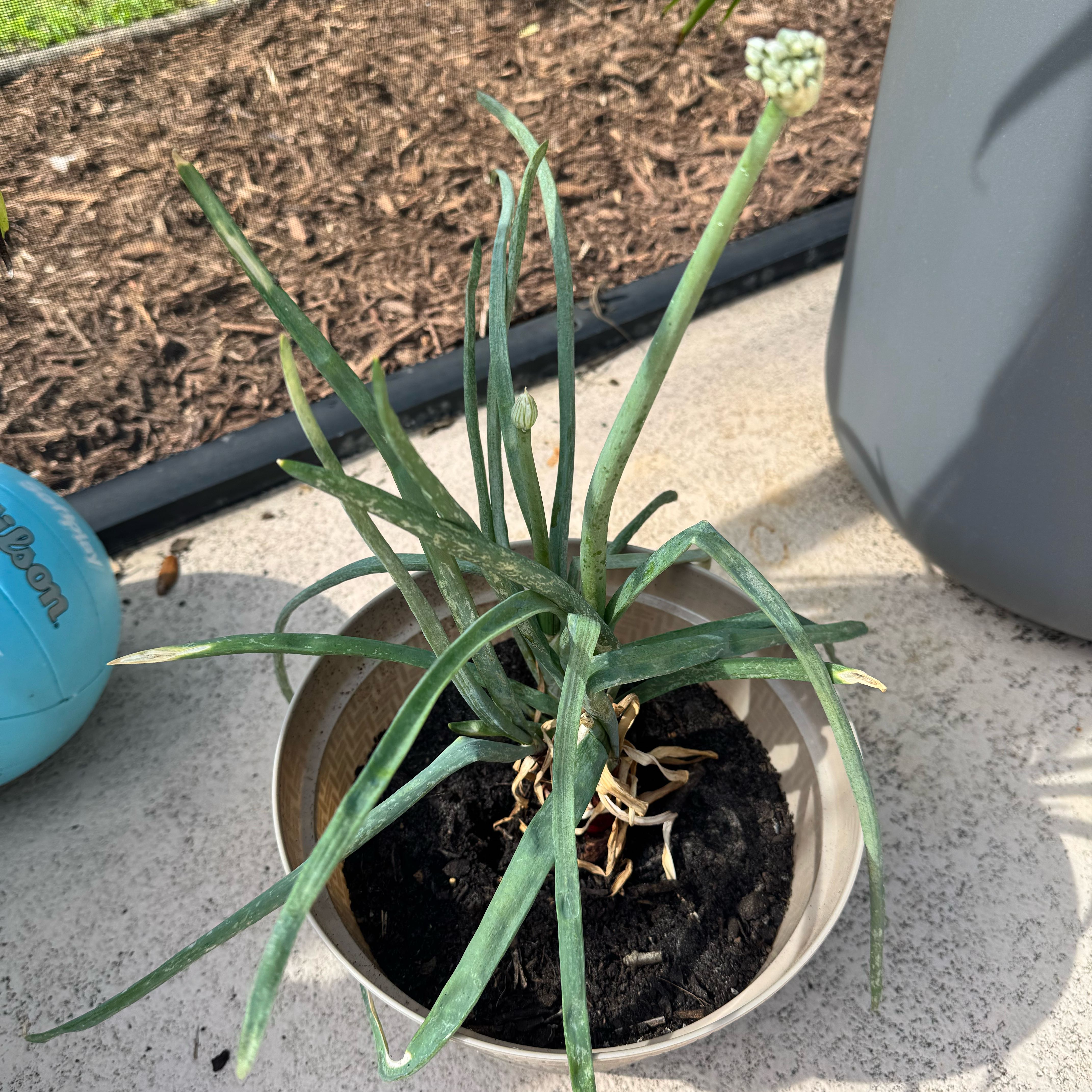 Photo of the plant species Red Onion by @HighBenjaminfig named Ulysses S Plant on Greg, the plant care app