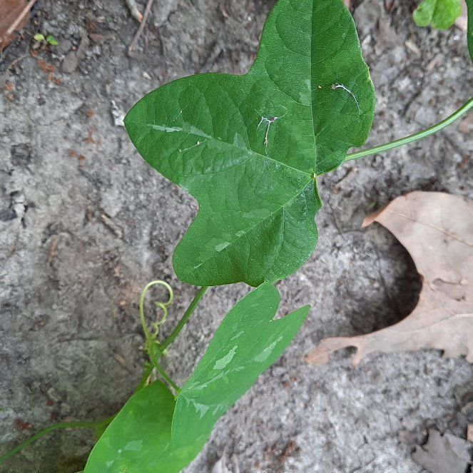 Photo of the plant species Yellow Passionflower by @SmartJicaro42 named Hamilton on Greg, the plant care app