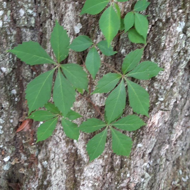 Photo of the plant species Virginia Creeper by @SmartJicaro42 named Plato on Greg, the plant care app