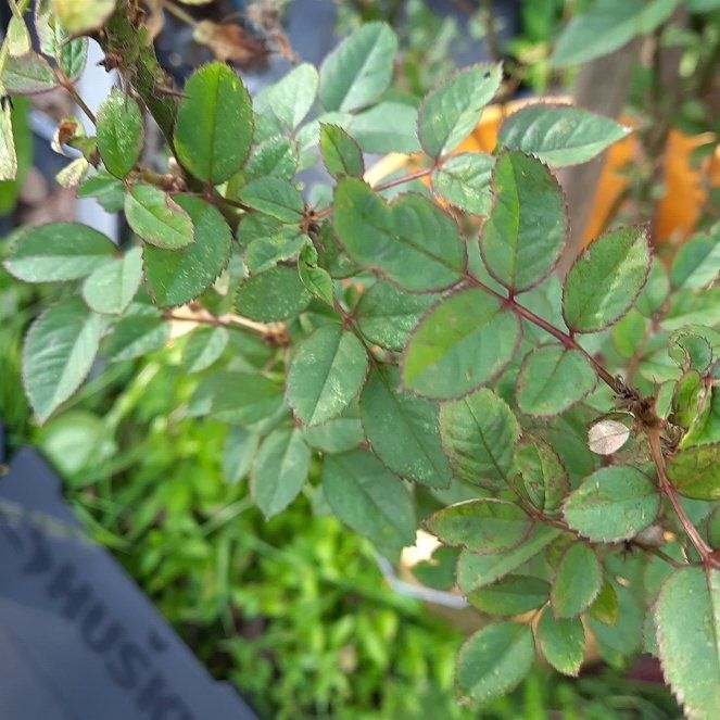 Photo of the plant species Redleaf Rose by @SmartJicaro42 named Elina on Greg, the plant care app