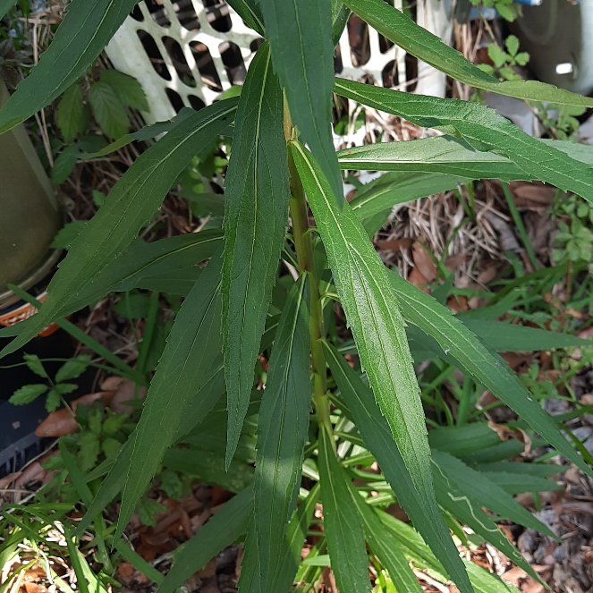 Photo of the plant species Rough Canada Goldenrod by @SmartJicaro42 named Denali on Greg, the plant care app