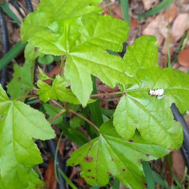 Photo of the plant species American Sweetgum by @SmartJicaro42 named Fernie Mac on Greg, the plant care app