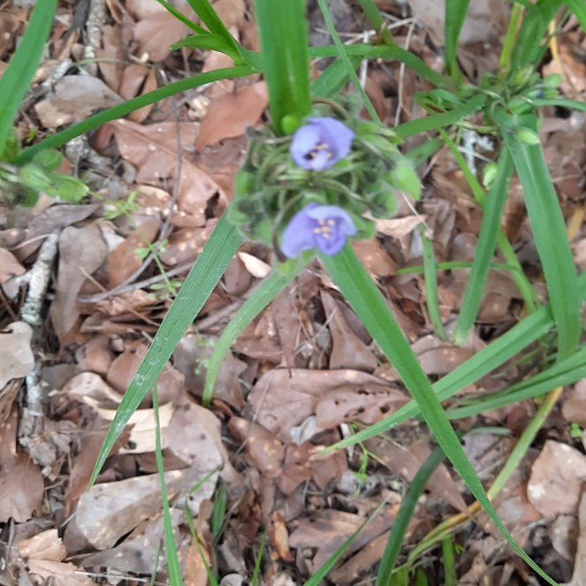 Photo of the plant species Ohio Spiderwort by @SmartJicaro42 named Luna on Greg, the plant care app