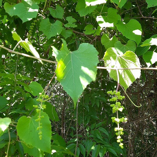 Photo of the plant species Graybark Grape by @SmartJicaro42 named Einstein on Greg, the plant care app