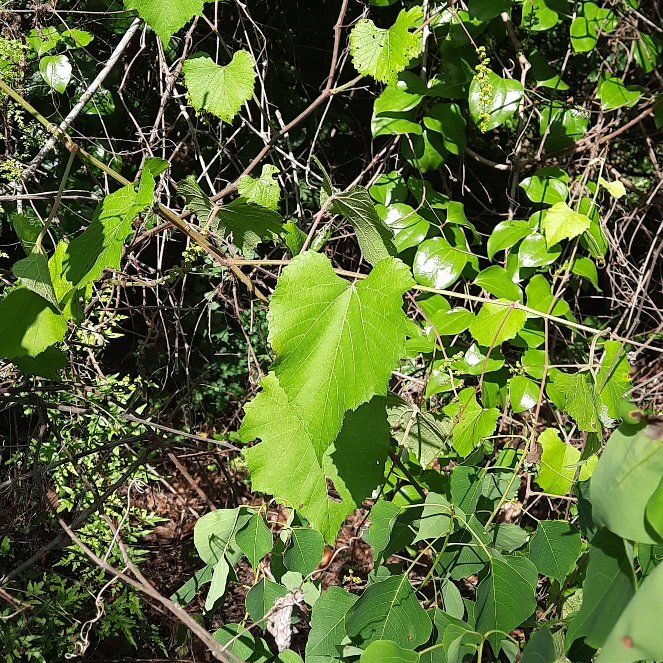 Photo of the plant species Graybark Grape by @SmartJicaro42 named Beckham on Greg, the plant care app