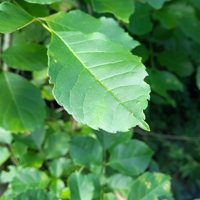 Photo of the plant species Green Ash by @SmartJicaro42 named Huckleberry Fern on Greg, the plant care app