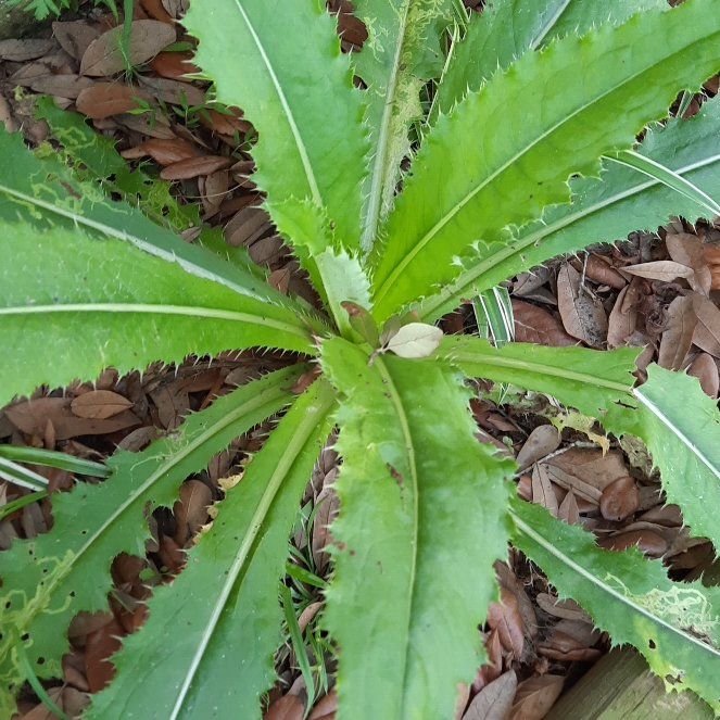Photo of the plant species Culantro by @SmartJicaro42 named Dolores on Greg, the plant care app