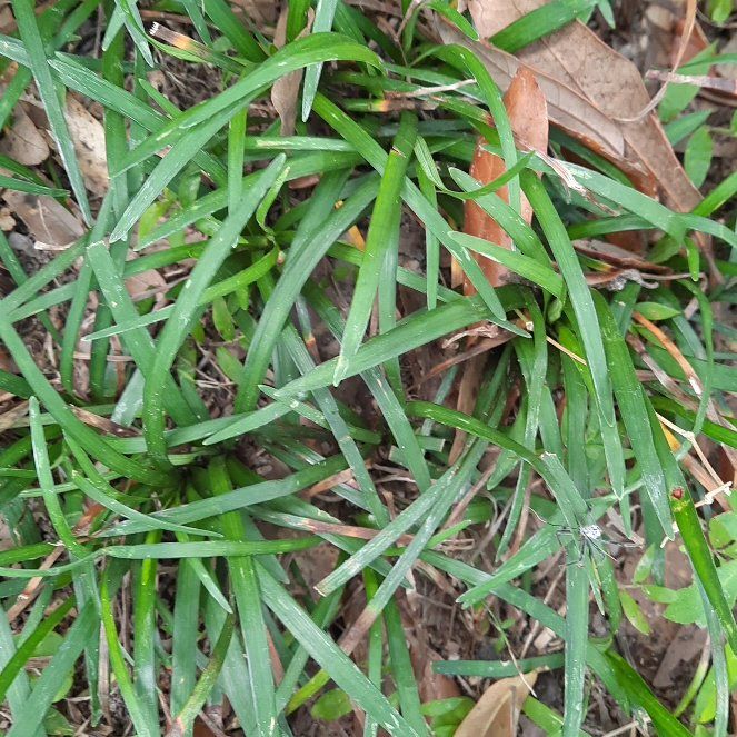 Photo of the plant species St. Augustine Grass by @SmartJicaro42 named Mando on Greg, the plant care app