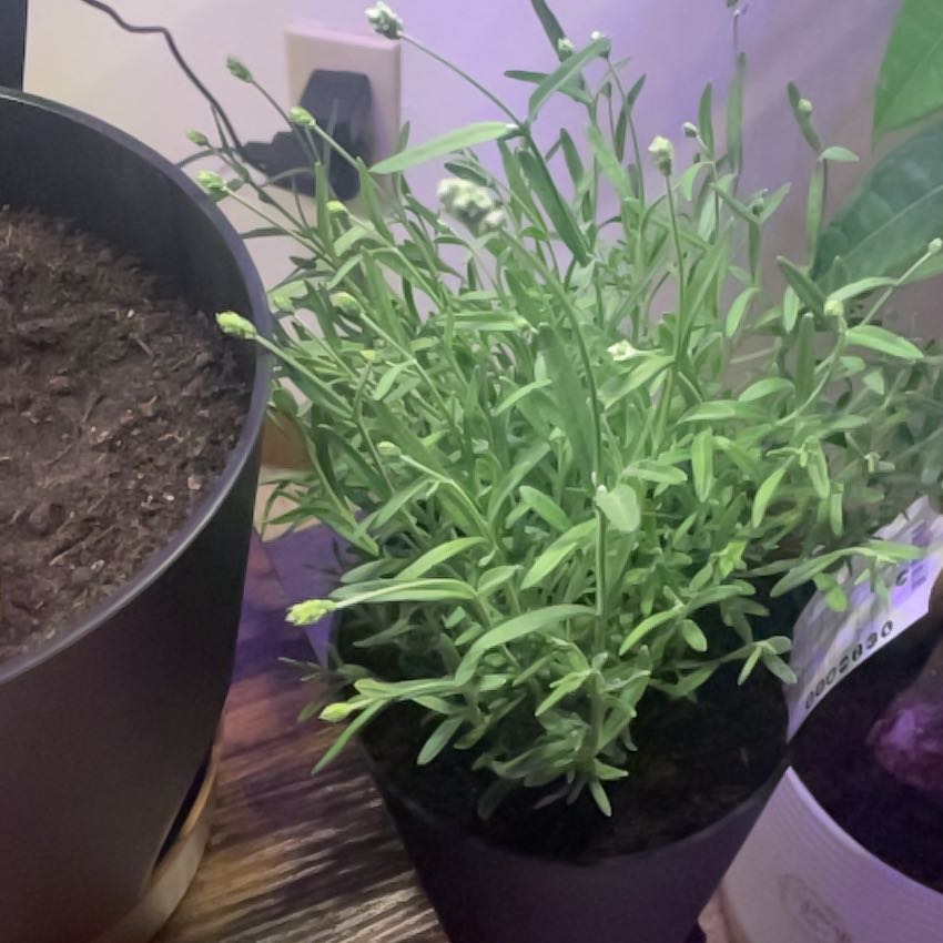 Photo of the plant species Lavender 'Big Time Blue' by @AdeptBorage85 named Wren “Renny” on Greg, the plant care app