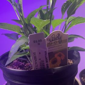 Photo of the plant species PollyNation Yellow Echinacea by @AdeptBorage85 named Sunny on Greg, the plant care app