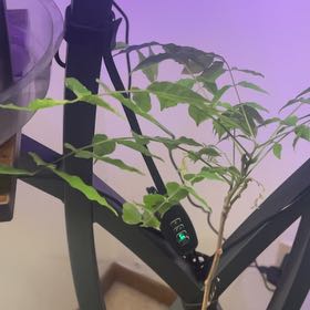 Photo of the plant species Blue Moon Wisteria by @AdeptBorage85 named Vega on Greg, the plant care app