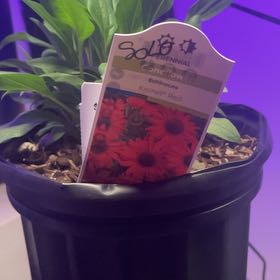 Photo of the plant species Echinacea 'Kismet Red' by @AdeptBorage85 named Solo on Greg, the plant care app