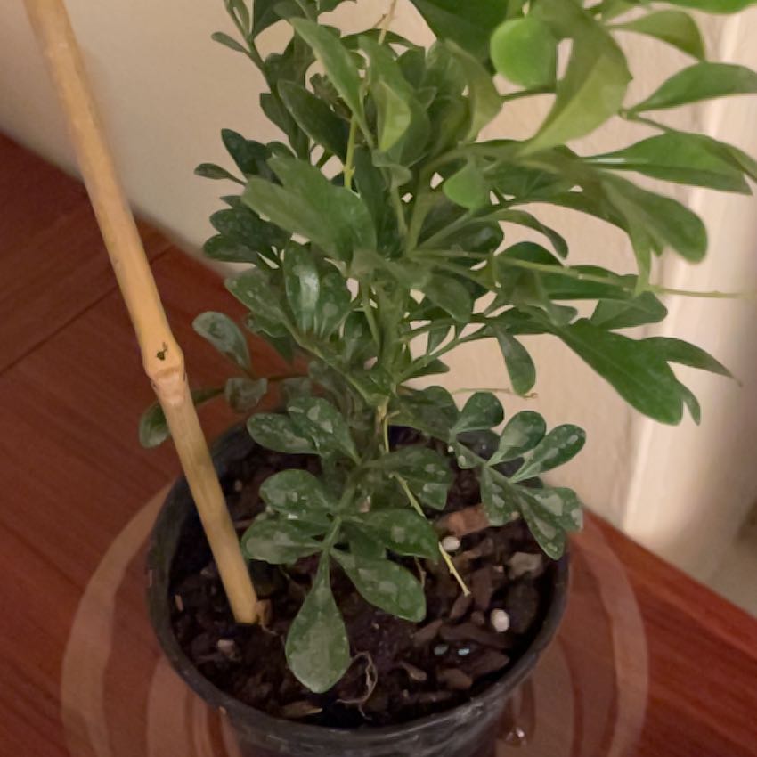 Photo of the plant species Chinese Perfume Tree by @SightlyBlinks39 named 米兰 on Greg, the plant care app