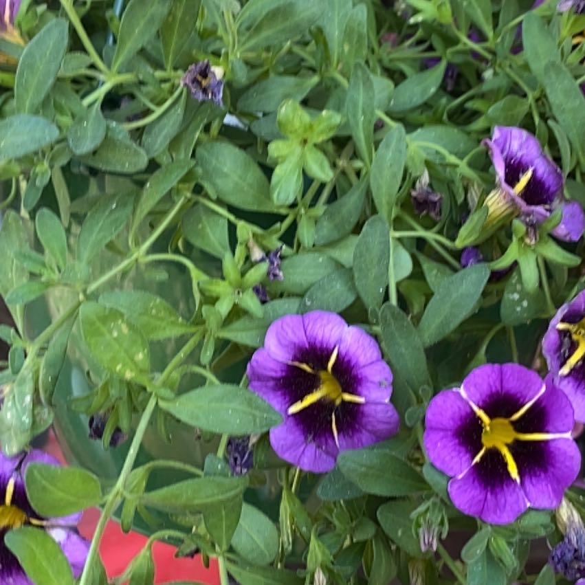 Photo of the plant species Wild Pansy 'Bellioides' by @SpunkyPinoak54 named Gaga on Greg, the plant care app
