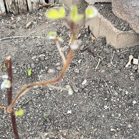 Photo of the plant species Heritage Raspberry by @PetMakrutlime79 named Sage on Greg, the plant care app