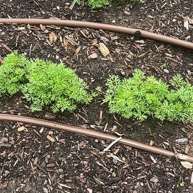 Photo of the plant species Carrot 'Mf' by @CoreyWell named LiloStitch on Greg, the plant care app