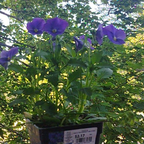 Photo of the plant species horned pansy by @EminentPomelo named Bieber on Greg, the plant care app