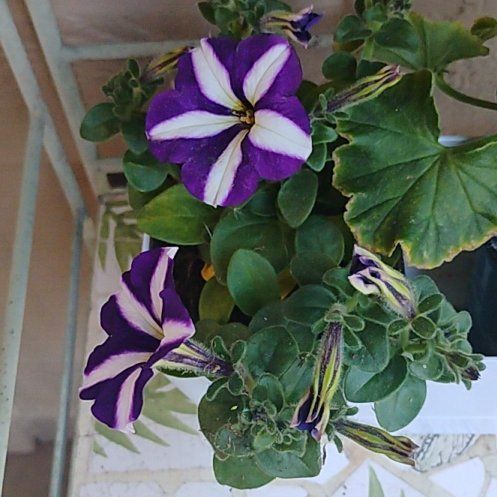 Photo of the plant species Easy Wave Petunias by @EminentPomelo named Madonna on Greg, the plant care app